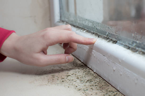Best Mold Removal for HVAC Installations  in Sandy Hook, CT